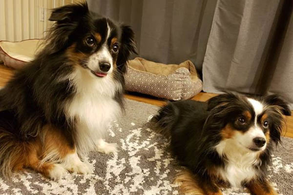 Jeremy Jahns is the owner of two dogs Jeremy Jahns' dogs