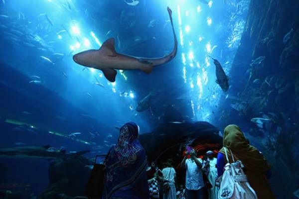 Dubai Aquarium Dubai Aquarium Dubai Mall