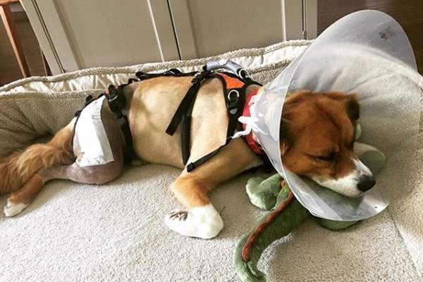 Dodger Chris Evans dog Dodger surgery